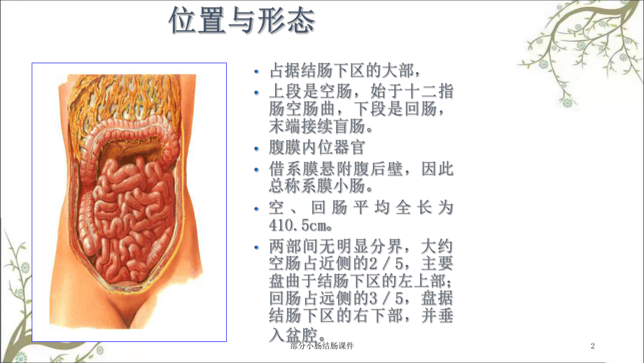 部分小肠结肠课件.ppt_第2页