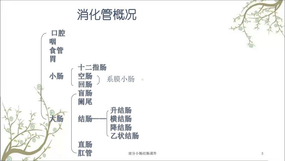 部分小肠结肠课件.ppt_第3页