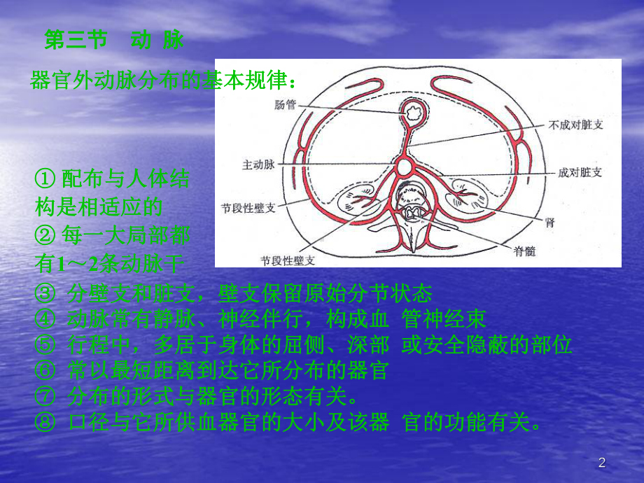 人体解剖学课件动脉.ppt_第2页