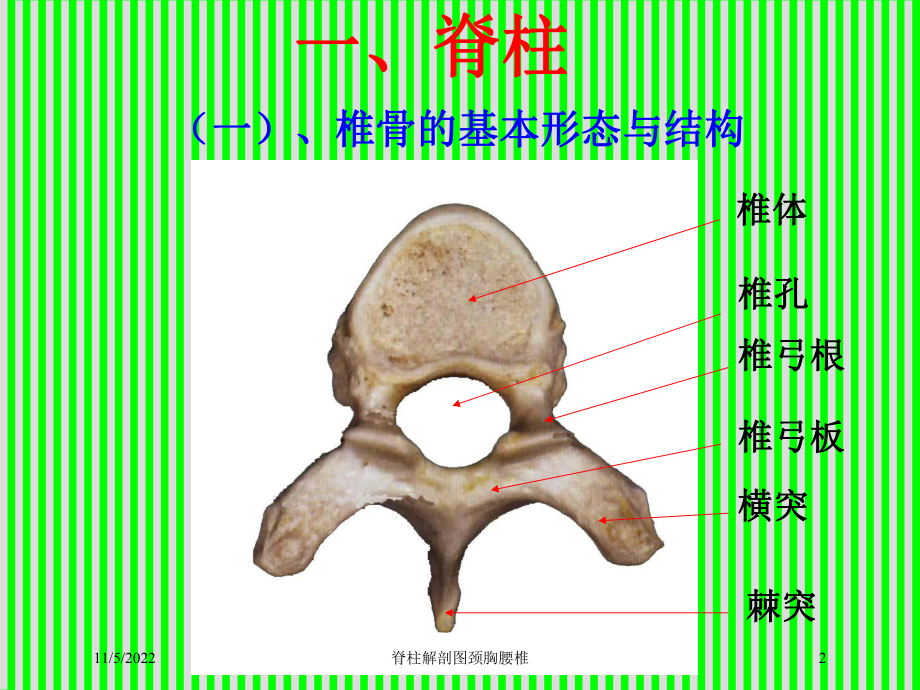 脊柱解剖图颈胸腰椎培训课件.ppt_第2页