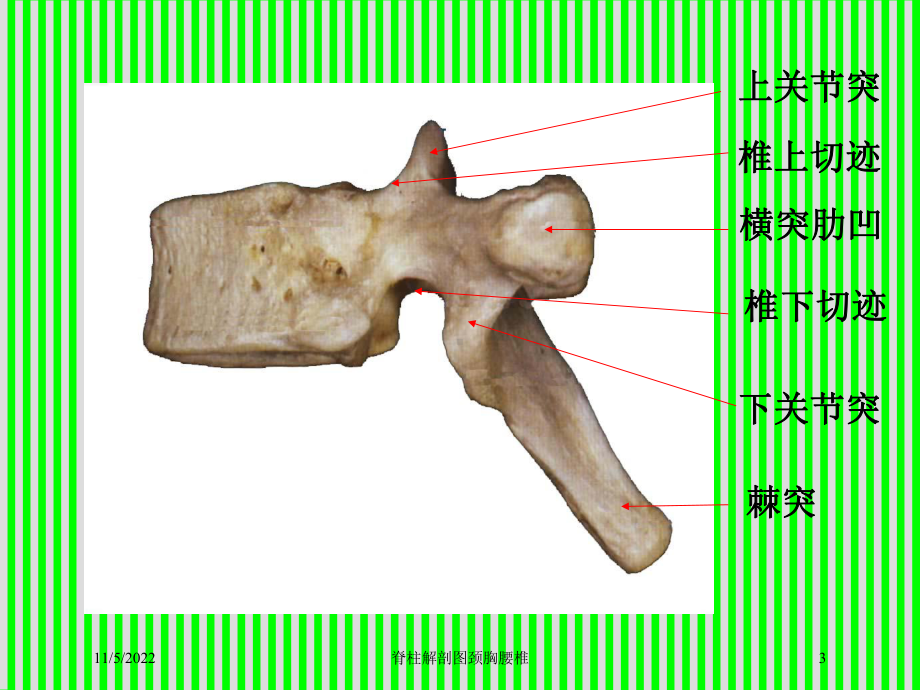 脊柱解剖图颈胸腰椎培训课件.ppt_第3页