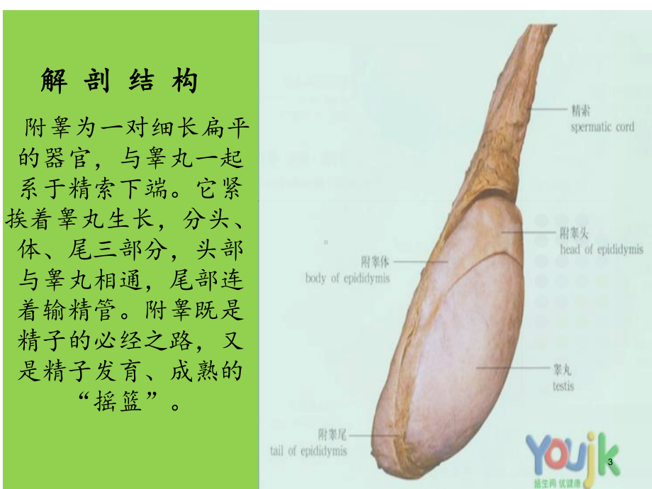 附睾炎的护理汇总培训课件.ppt_第3页