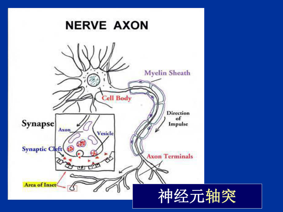 常见疾病病因与治疗方法-第7章3周围神经疾病课件.ppt_第3页