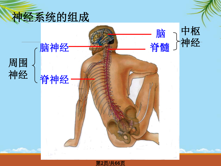 通过神经系统的调节全面版课件.pptx_第2页