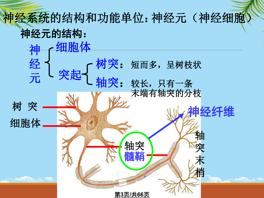 通过神经系统的调节全面版课件.pptx_第3页