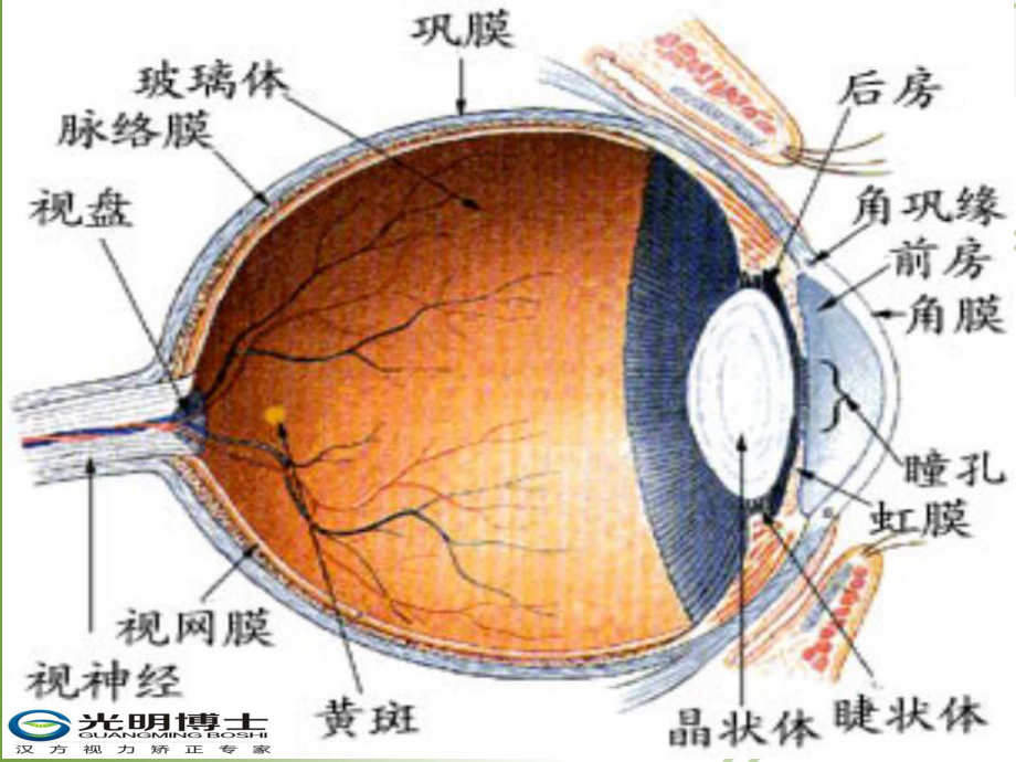 眼睛结构与功能医学课件.ppt_第2页