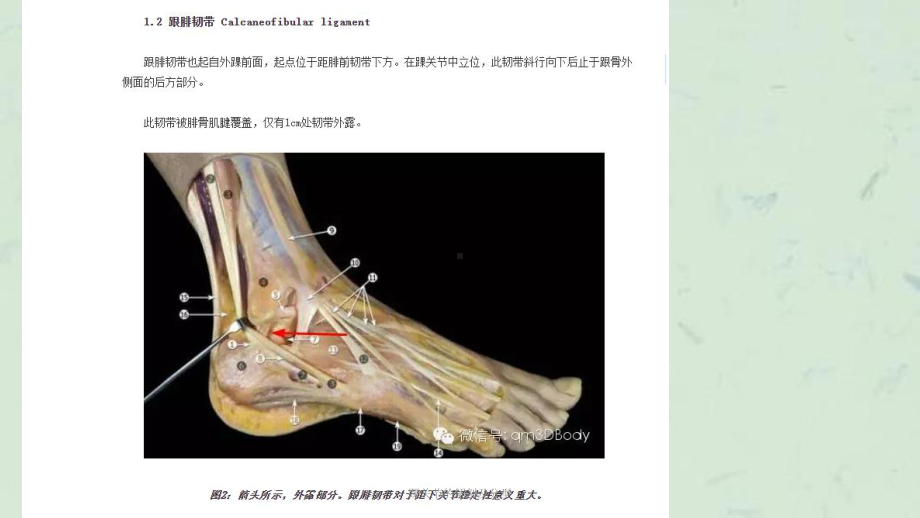 踝关节的解剖及分型课件.ppt_第3页