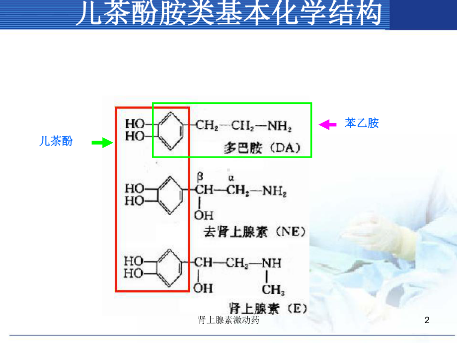 肾上腺素激动药课件.ppt_第2页