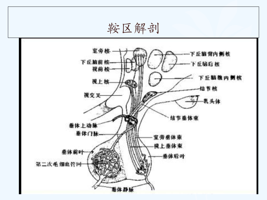 鞍区囊性病变课件.ppt_第2页