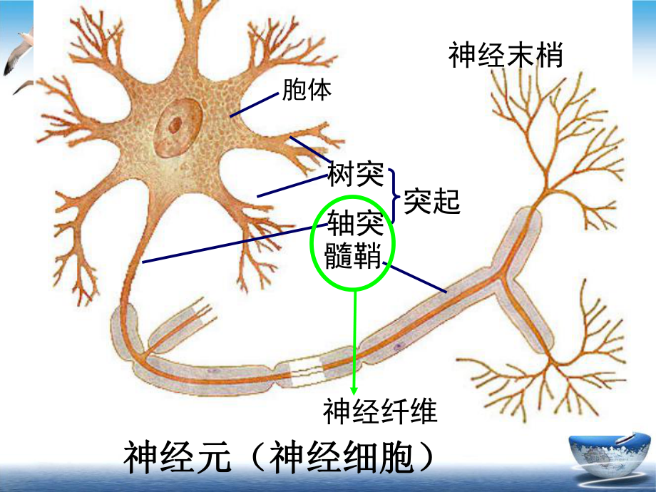 通过神经系统的调节动画实用版课件.ppt_第3页