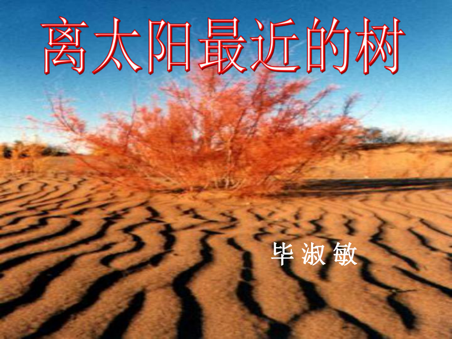 离太阳最近的树解析课件.ppt_第1页