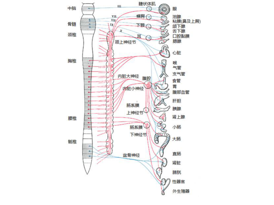 药物对神经系统的毒性课件.pptx_第3页