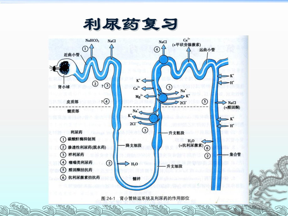 抗高血压药课件-2.ppt_第1页