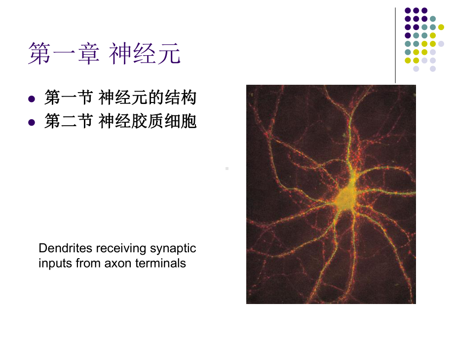 神经元的基本结构和活动过程18课件.ppt_第3页