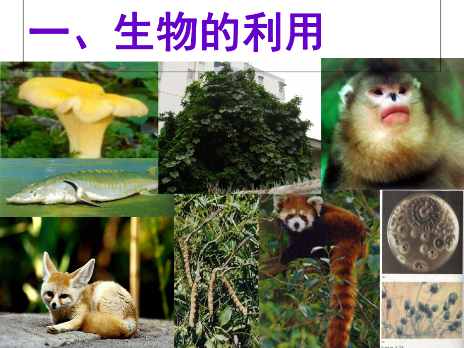 宝贵的生物资源课件.ppt_第2页