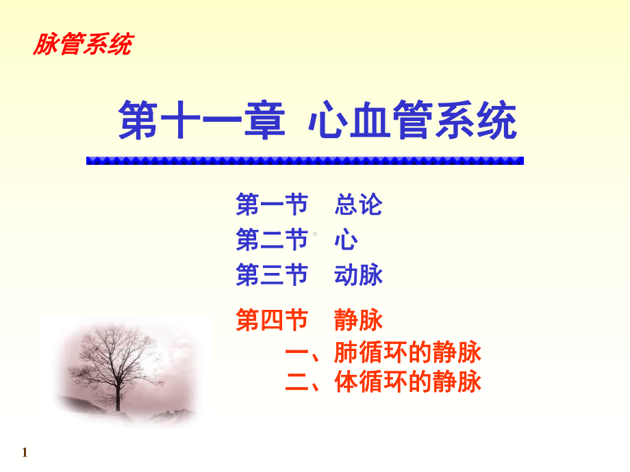 静脉系统(课堂)课件.ppt_第1页