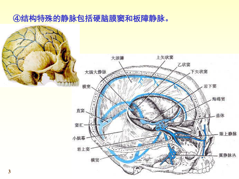 静脉系统(课堂)课件.ppt_第3页