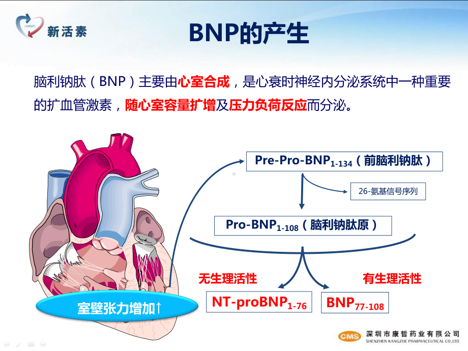 新活素心内科课件.ppt_第3页