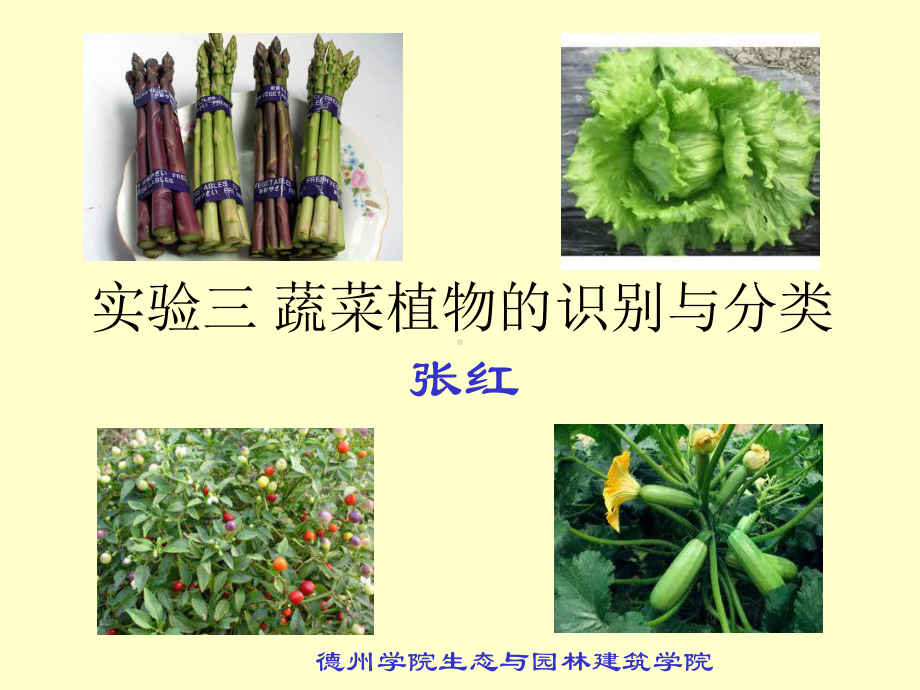 蔬菜植物的识别与分类课件.ppt_第1页