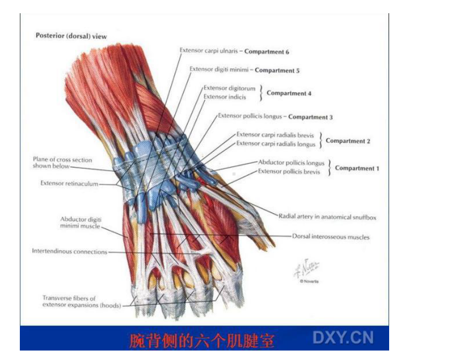 桡骨远端骨折教学大全整理课件.ppt_第3页