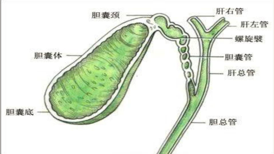 胆石症病人的护理参考课件.ppt_第2页