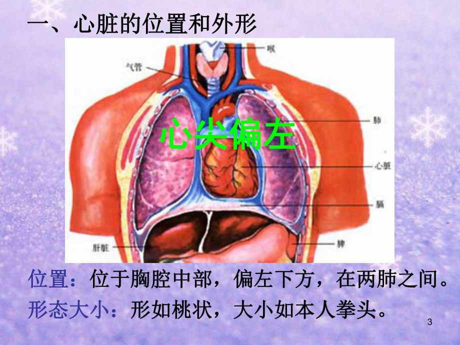 心脏的结构和功能医学课件.ppt_第3页