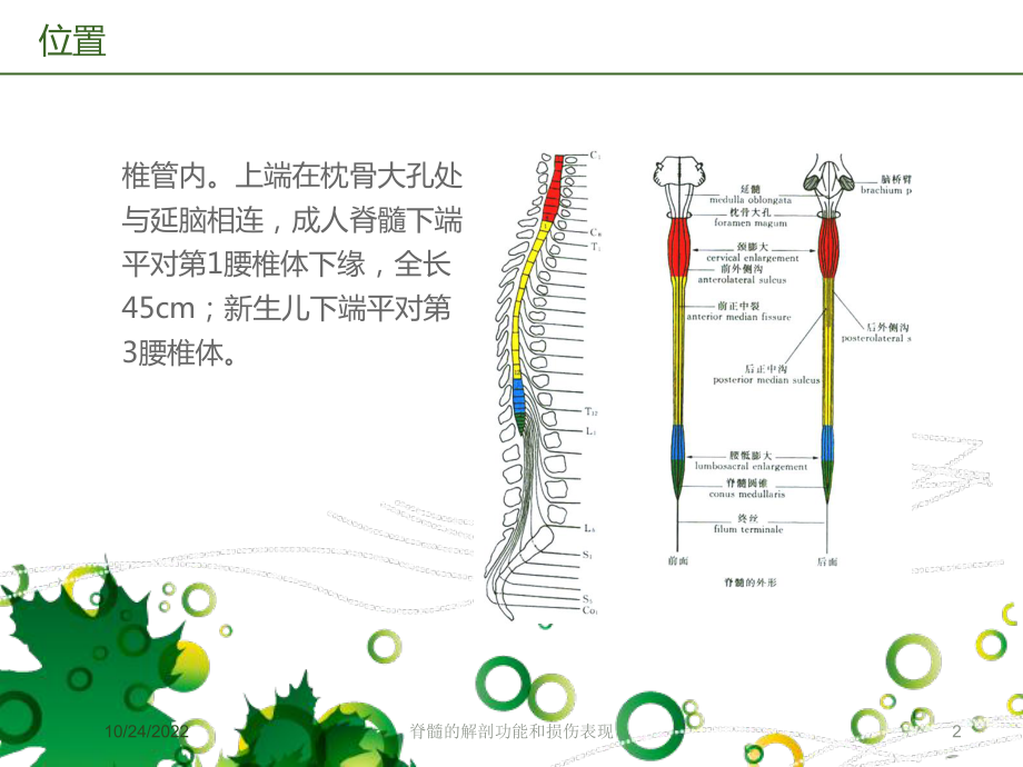 脊髓的解剖功能和损伤表现培训课件.ppt_第2页