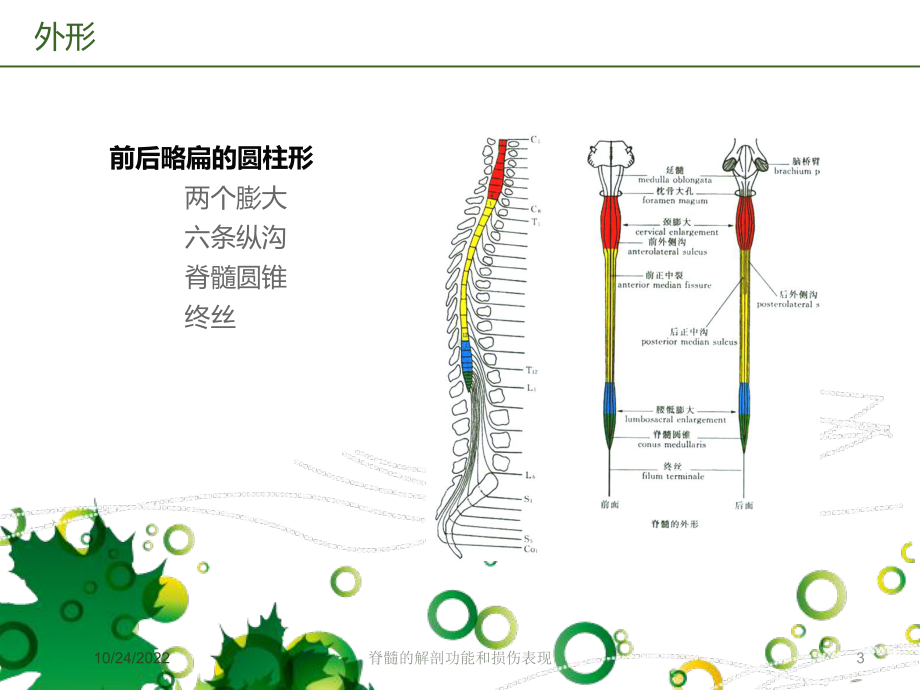 脊髓的解剖功能和损伤表现培训课件.ppt_第3页