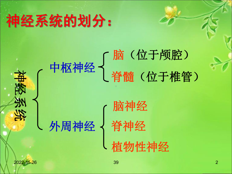 解剖生理课件-神经系统.ppt_第2页