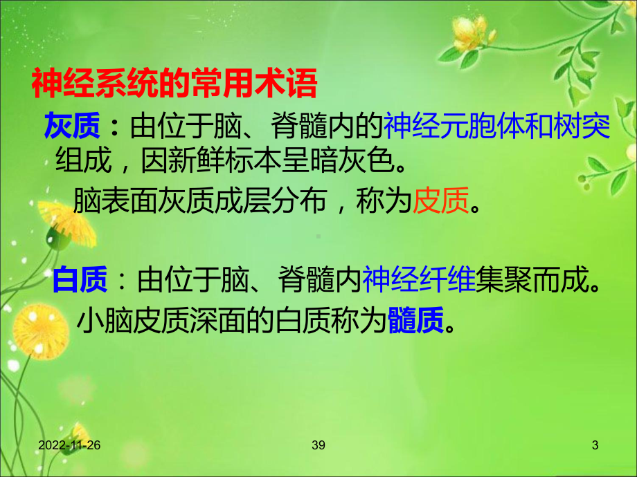 解剖生理课件-神经系统.ppt_第3页