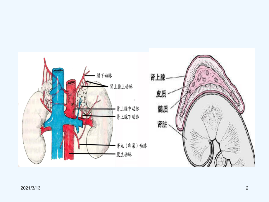 肾上腺解剖及病变课件.ppt_第2页