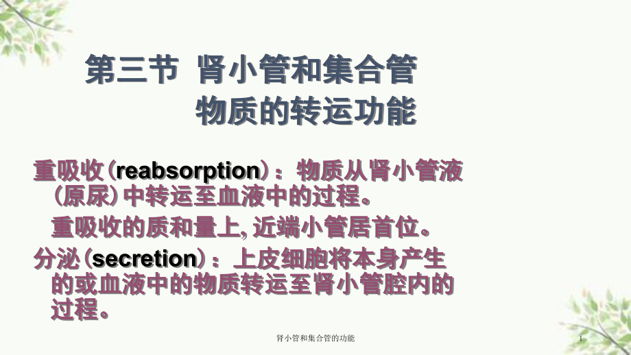 肾小管和集合管的功能课件.ppt_第1页