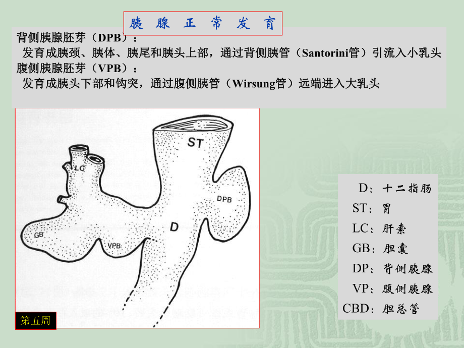 胰腺常见变异CT及MRI表现课件.ppt_第2页