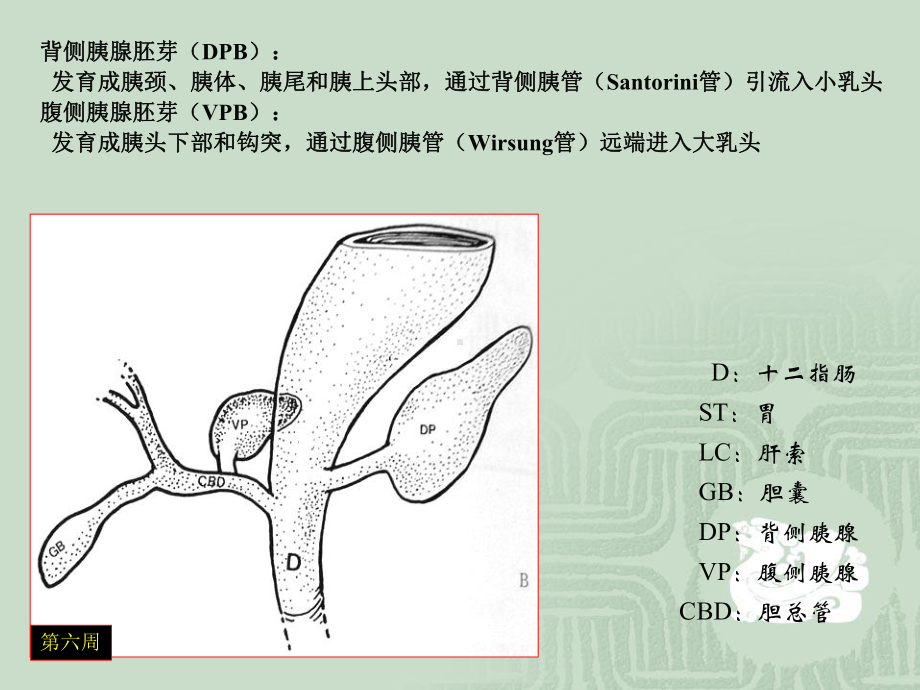 胰腺常见变异CT及MRI表现课件.ppt_第3页