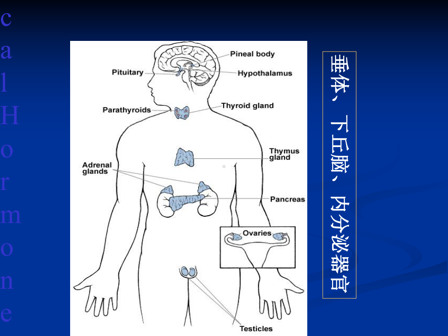 肾上腺皮质激素类药物课件3.ppt_第3页