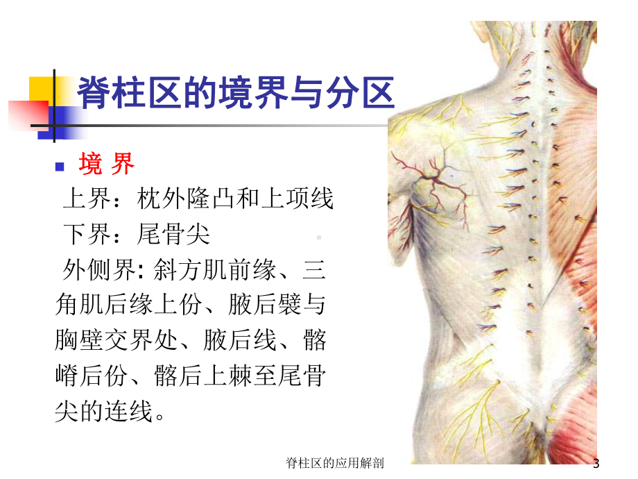 脊柱区的应用解剖培训课件.ppt_第3页