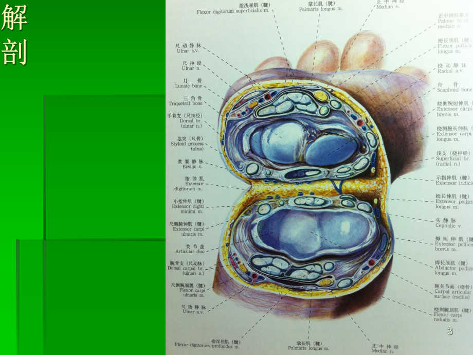 腕管综合征学习课件.ppt_第3页