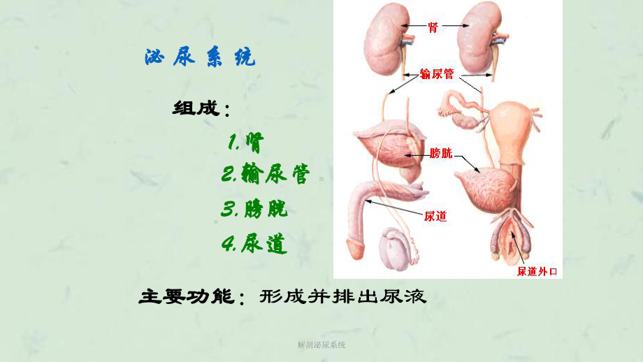 解剖泌尿系统课件.ppt_第2页