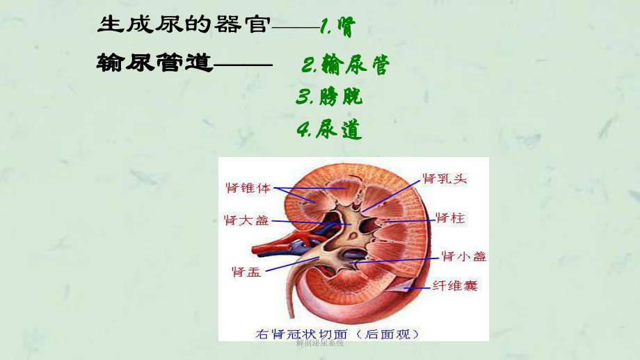 解剖泌尿系统课件.ppt_第3页