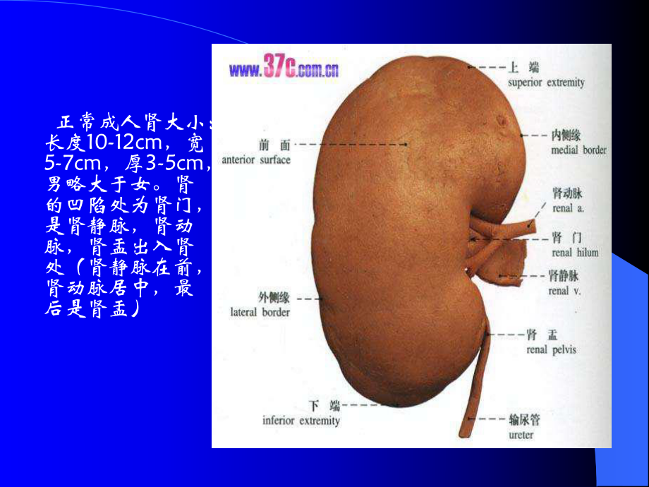 泌尿系统的超声诊断课件.ppt_第3页