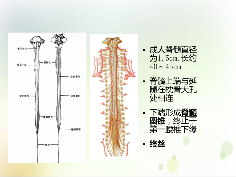 脊髓损伤的康复护理罗宇优质课件.ppt_第3页