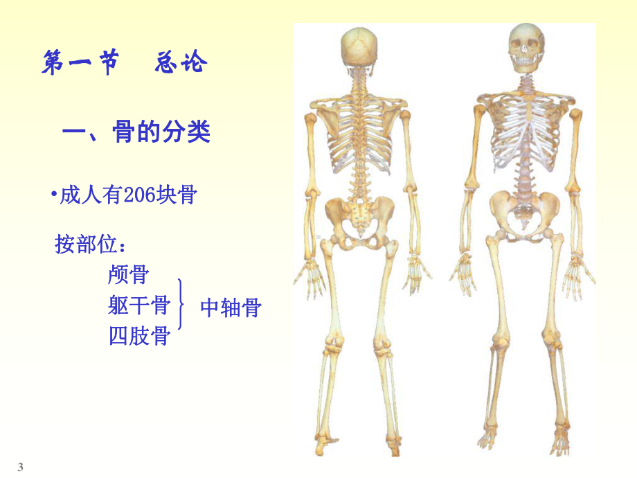 人体解剖实验-课件.ppt_第3页