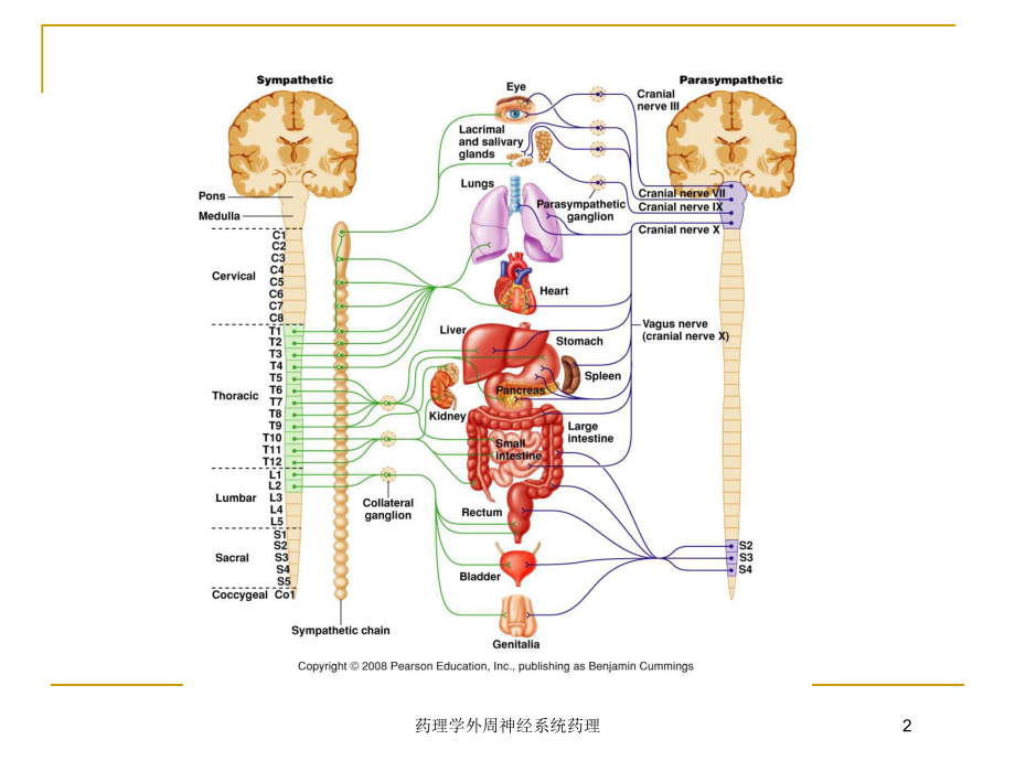 药理学外周神经系统药理培训课件.ppt_第2页