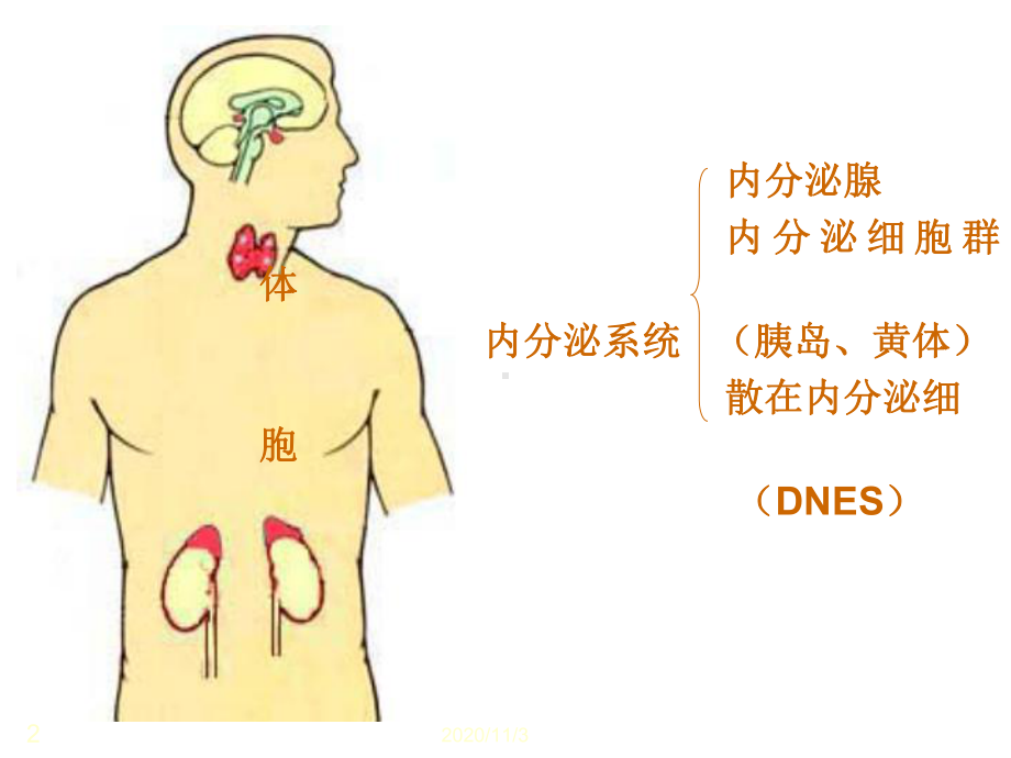 胚胎学内分泌课件.ppt_第2页