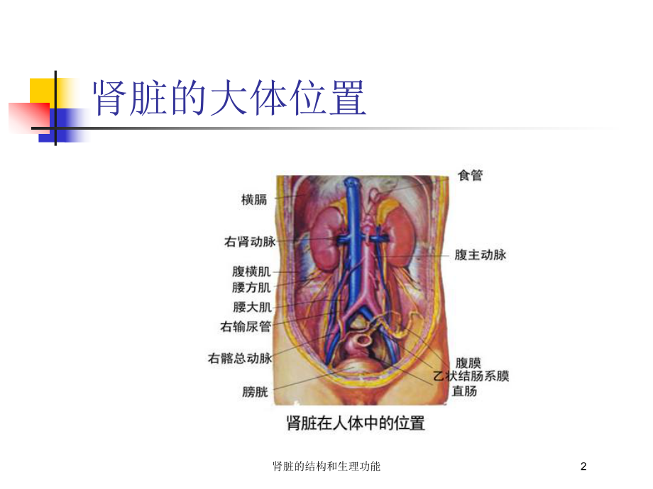 肾脏的结构和生理功能培训课件.ppt_第2页