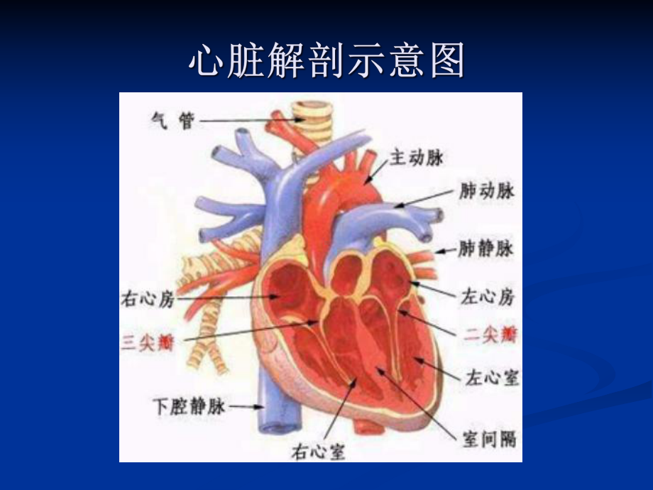 重症心衰的药物治疗课件.pptx_第2页