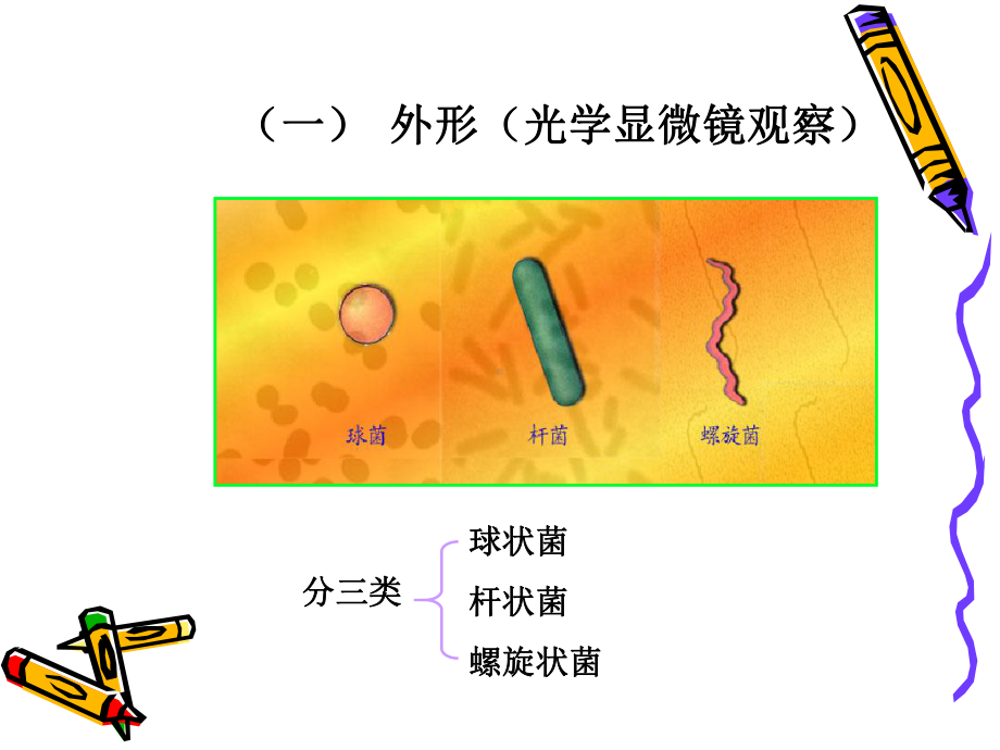 环境微生物学课件.ppt_第3页