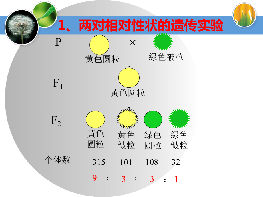 自由组合规律试验新人教版-课件.ppt_第2页