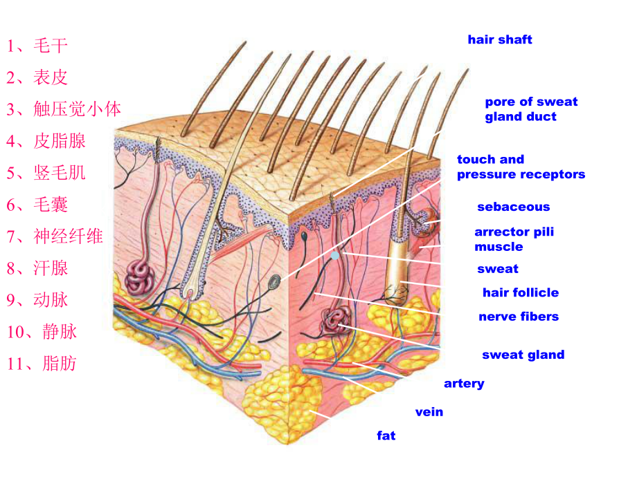 人体解剖生理学皮肤周雪瑞课件.ppt_第3页