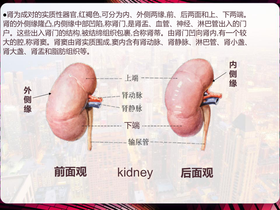 肾损伤病人的护理-课件.pptx_第3页